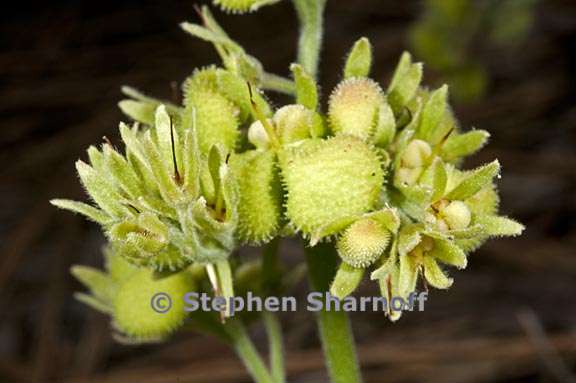 andersonglossum occidentale 5 graphic